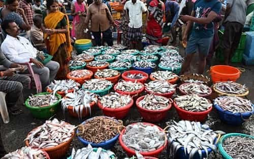 Kasimedu Fish Market, Royapuram