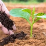 Vermicompost Business Advantages and Disadvantages