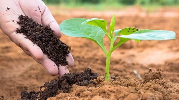 Vermicompost Business