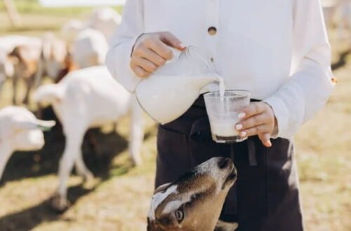 Goat Milk Business