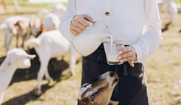Goat Milk Business