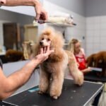 Pet Grooming Business Advantages and Disadvantages