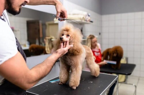 Pet Grooming Business