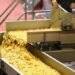 Potato Chips Manufacturing Business
